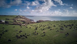 Coastal farm working on cow mobility in grazing herd